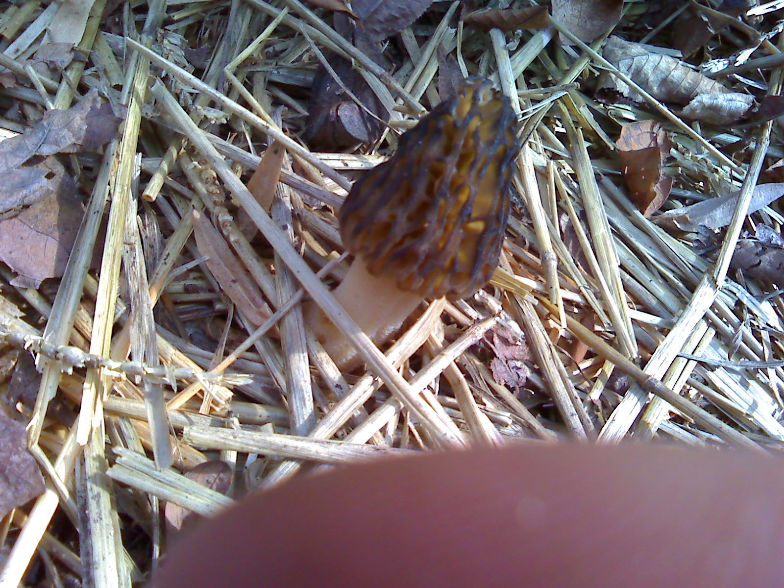 pic1